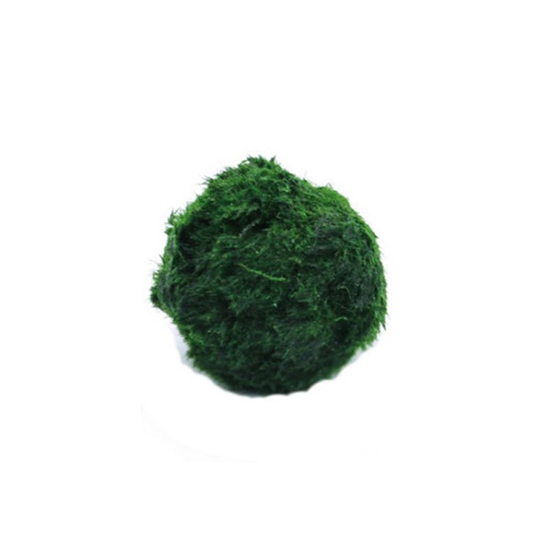 Aquarium Plants Live - Kulki Marimo, żywąca roślinność akwariowa, glony,