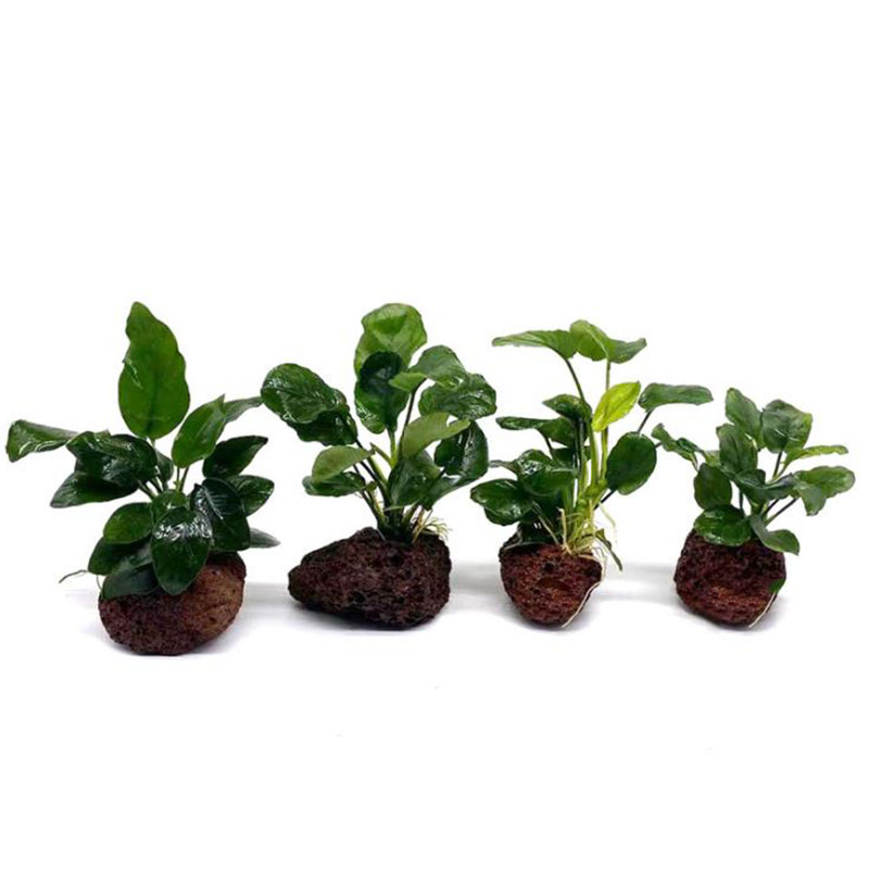 Wulkaniczna dekoracja akwarium – Live Plant Aquarium recenzja i cena