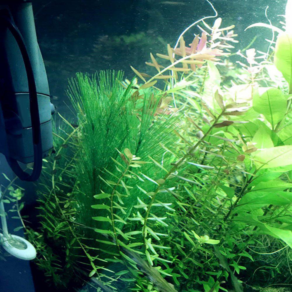 1/3 sztuk 28/40cm akwarium akw – Live Plant Aquarium recenzja i cena