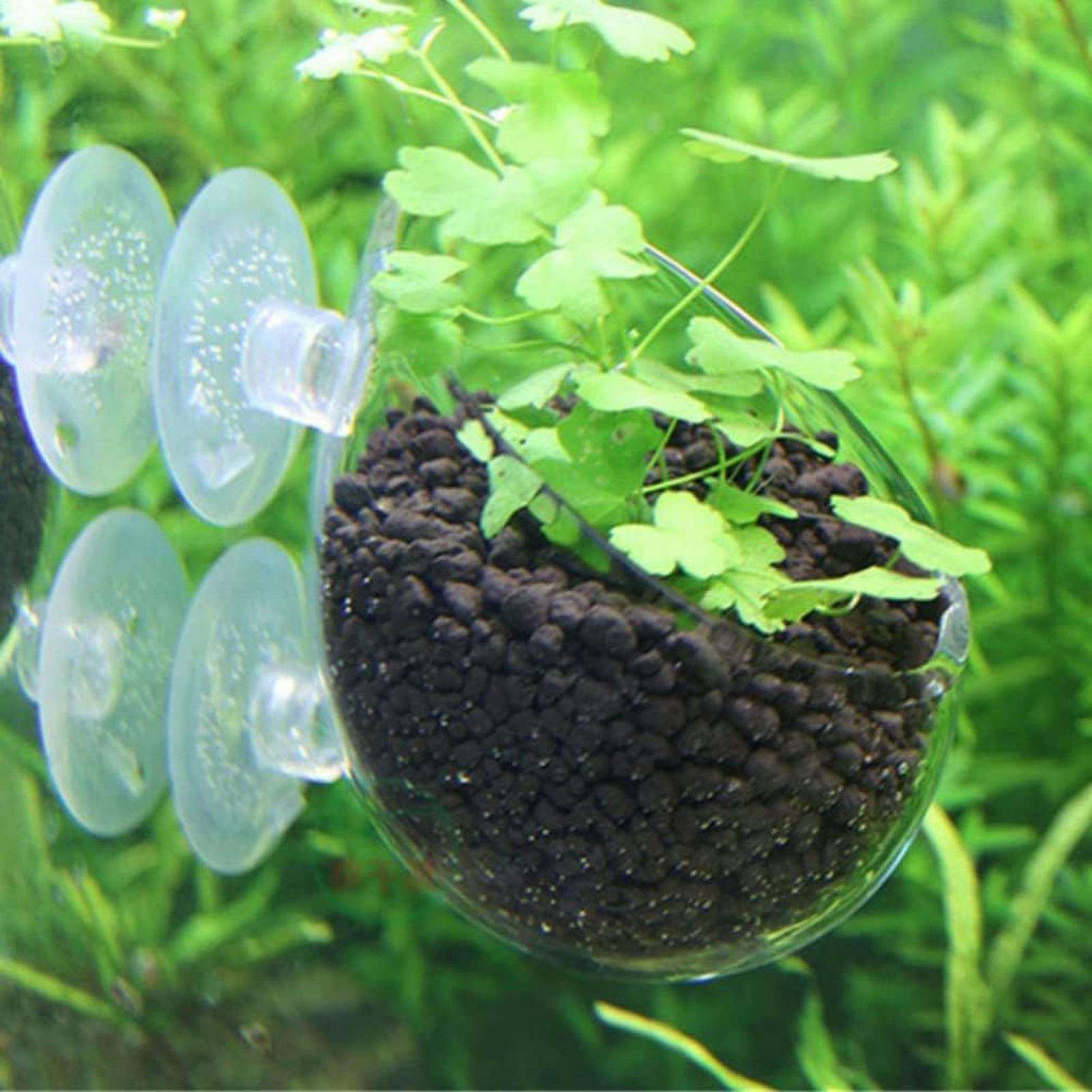 Szklany uchwyt na rośliny akwa – Live Plant Aquarium recenzja i cena