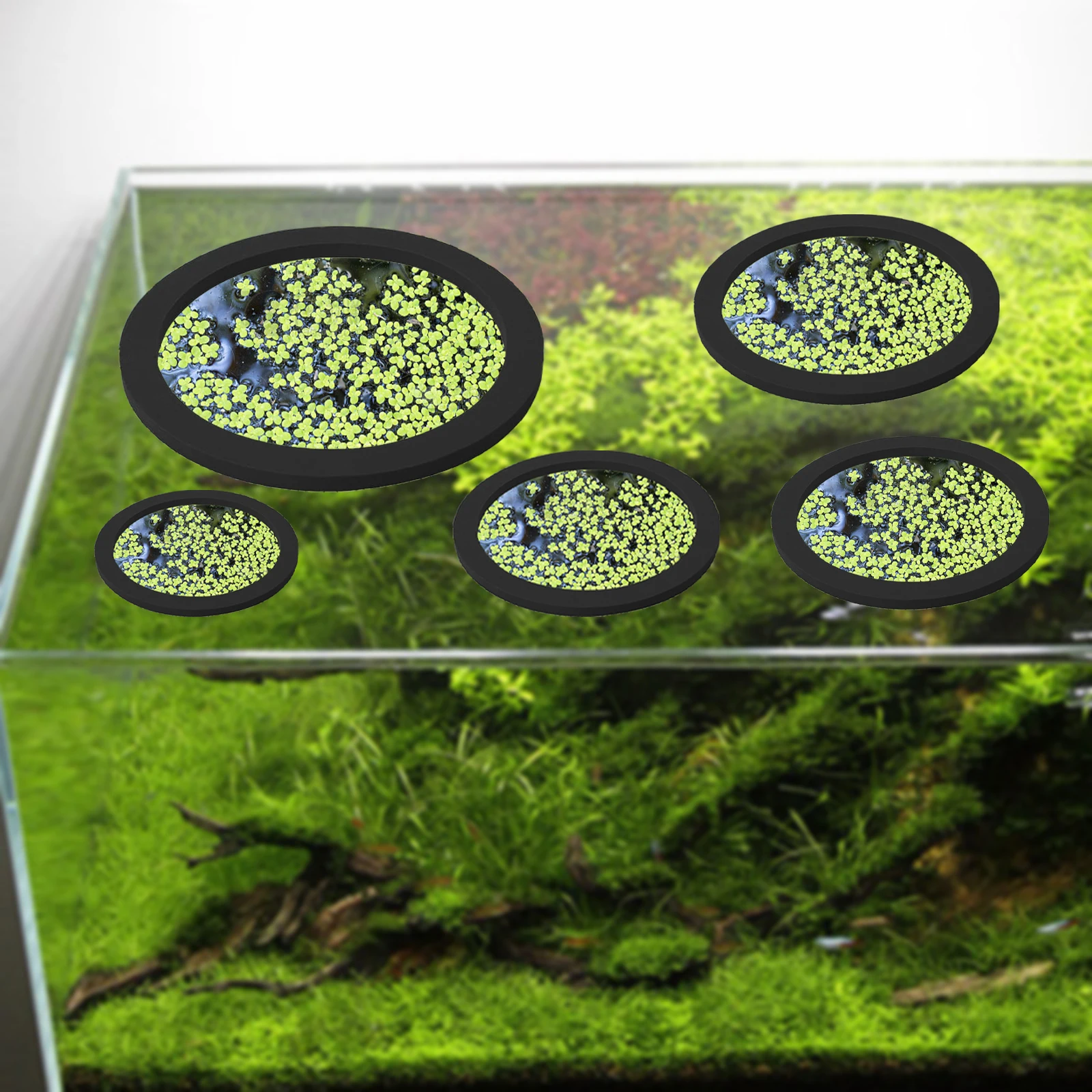 5Pcs EVA Pierścień do karmieni – Planted Tank recenzja i cena