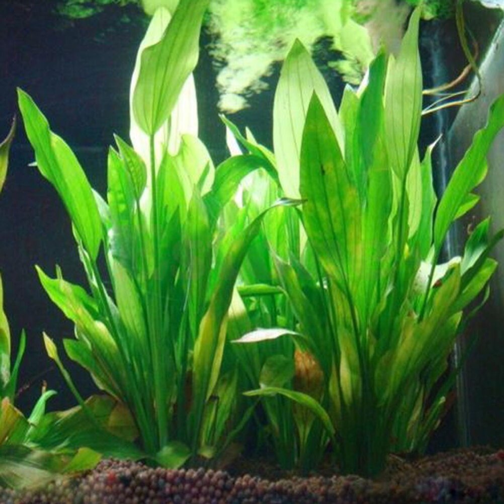 15cm sztuczne akwarium rośliny – Live Plant Aquarium recenzja i cena