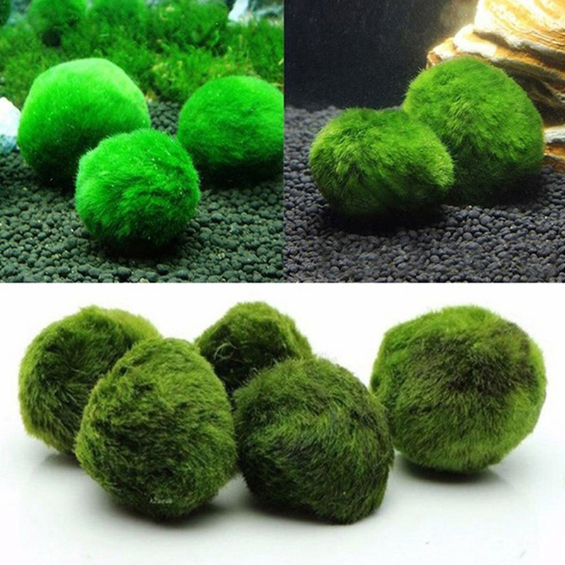 Kulki Marimo, żywąca roślinnoś – Aquarium Plants Live recenzja i cena