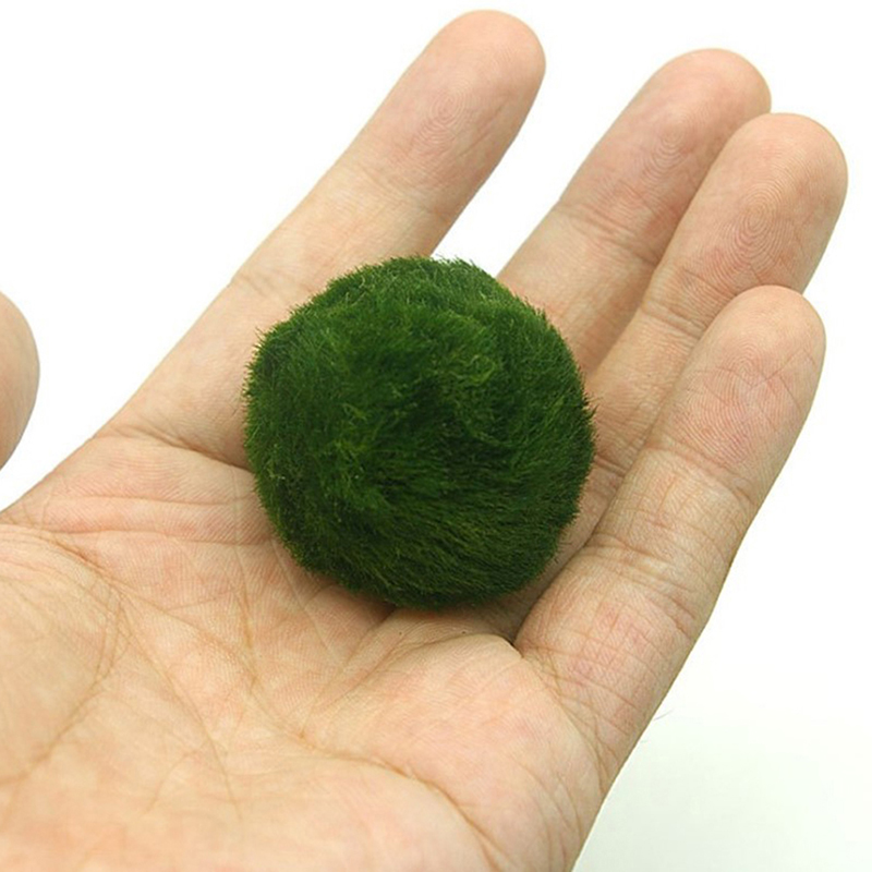 Kulki Marimo, żywąca roślinnoś – Aquarium Plants Live recenzja i cena