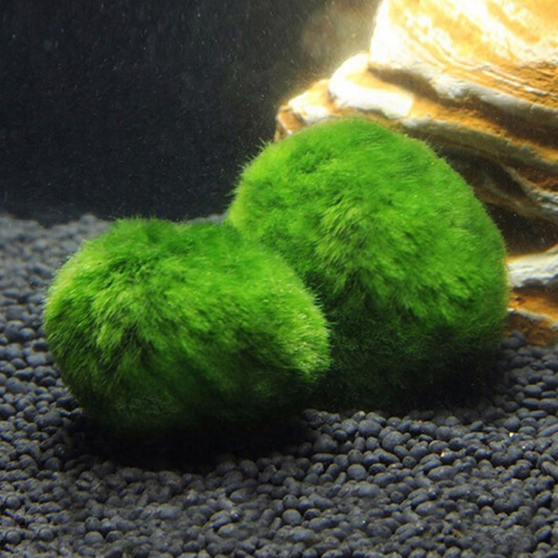 Kulki Marimo, żywąca roślinnoś – Aquarium Plants Live recenzja i cena