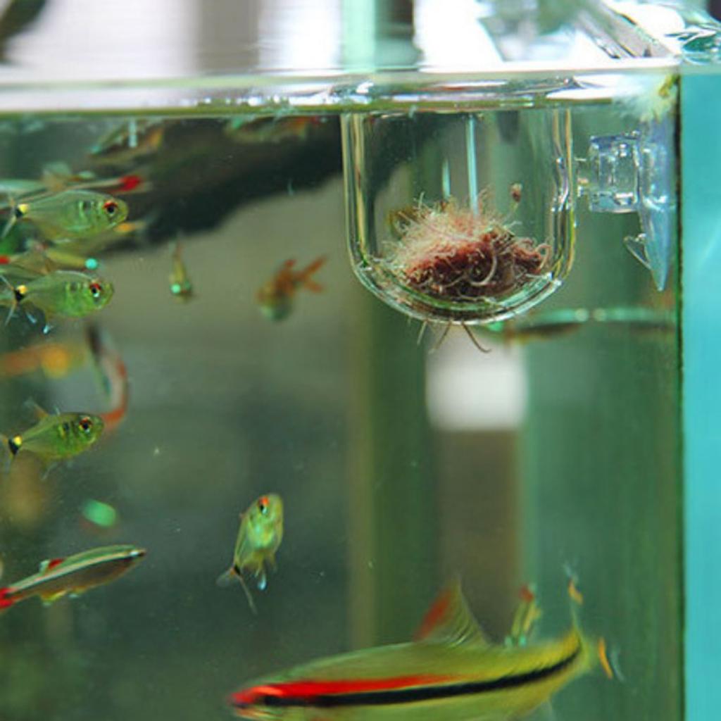 Szklany pojemnik do karmienia  – Plant Aquarium Pot recenzja i cena